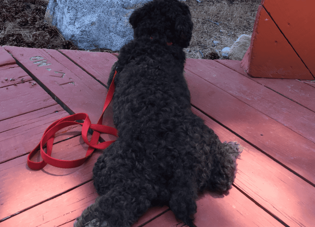 Henry shows off his furry butt after a hike