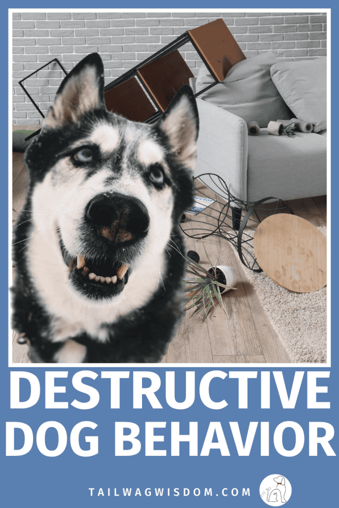 A dog destroying your home isn't being "bad." Discover the most common reasons behind destructive behavior, plus practical dog care tips, dog enrichment ideas, and simple dog hacks that can help. Find for dog tips at tailwagwisdom.com