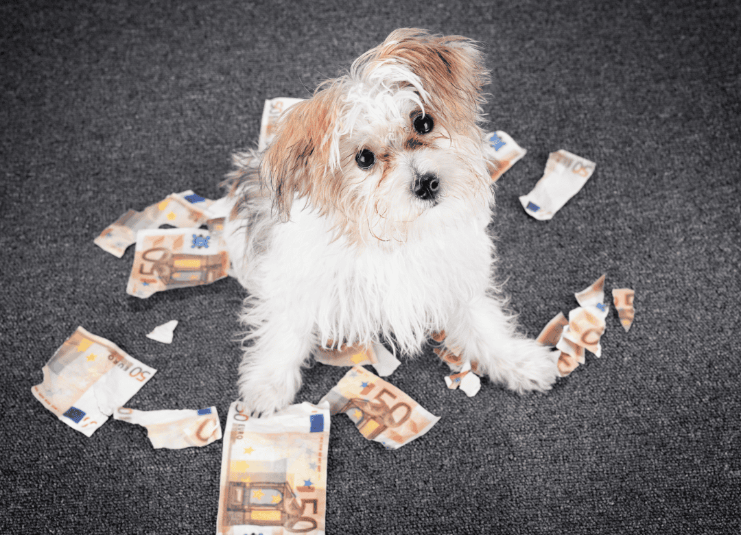 a small dog destroying money and looks up