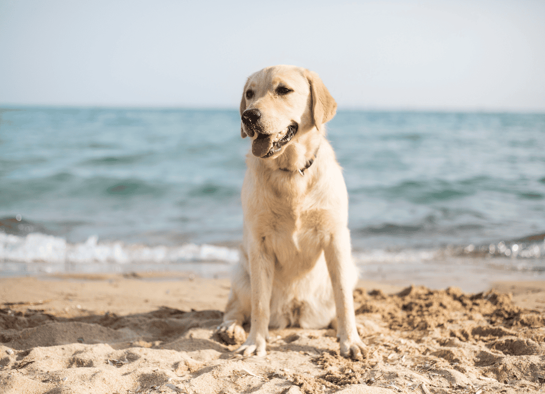 summer safety tips for dogs include water safety