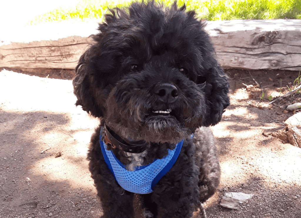 dog summer safety tips means avoid midday exercise