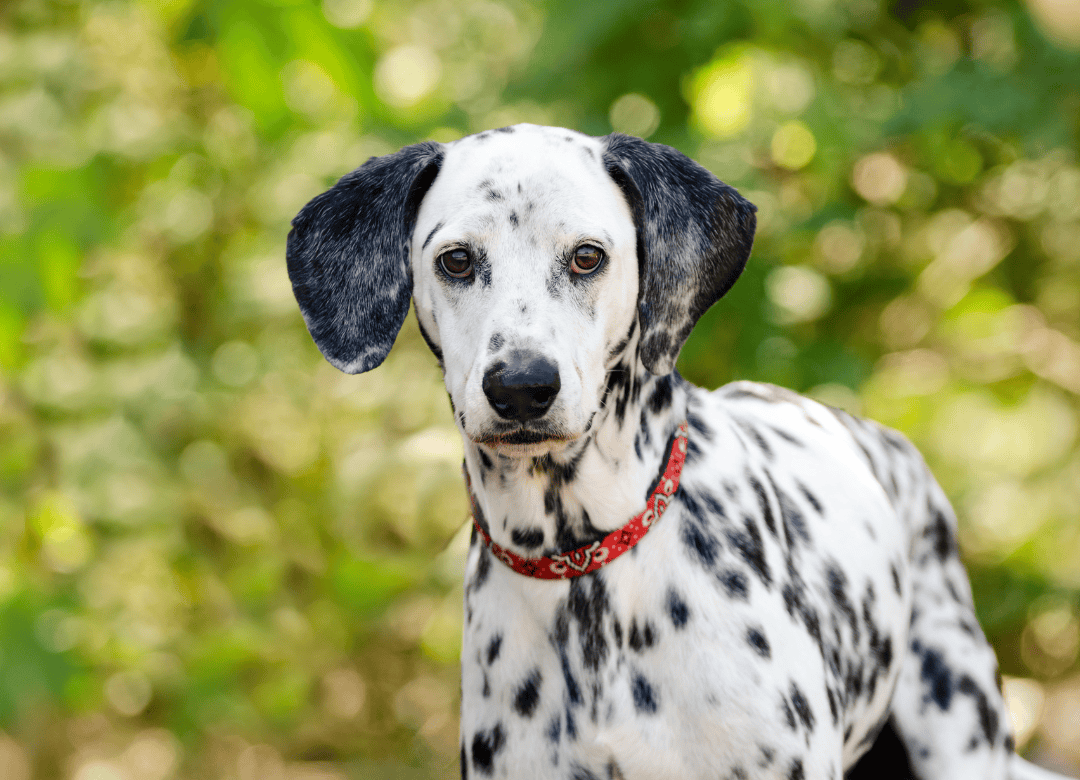 a black and white dog stares while pooping