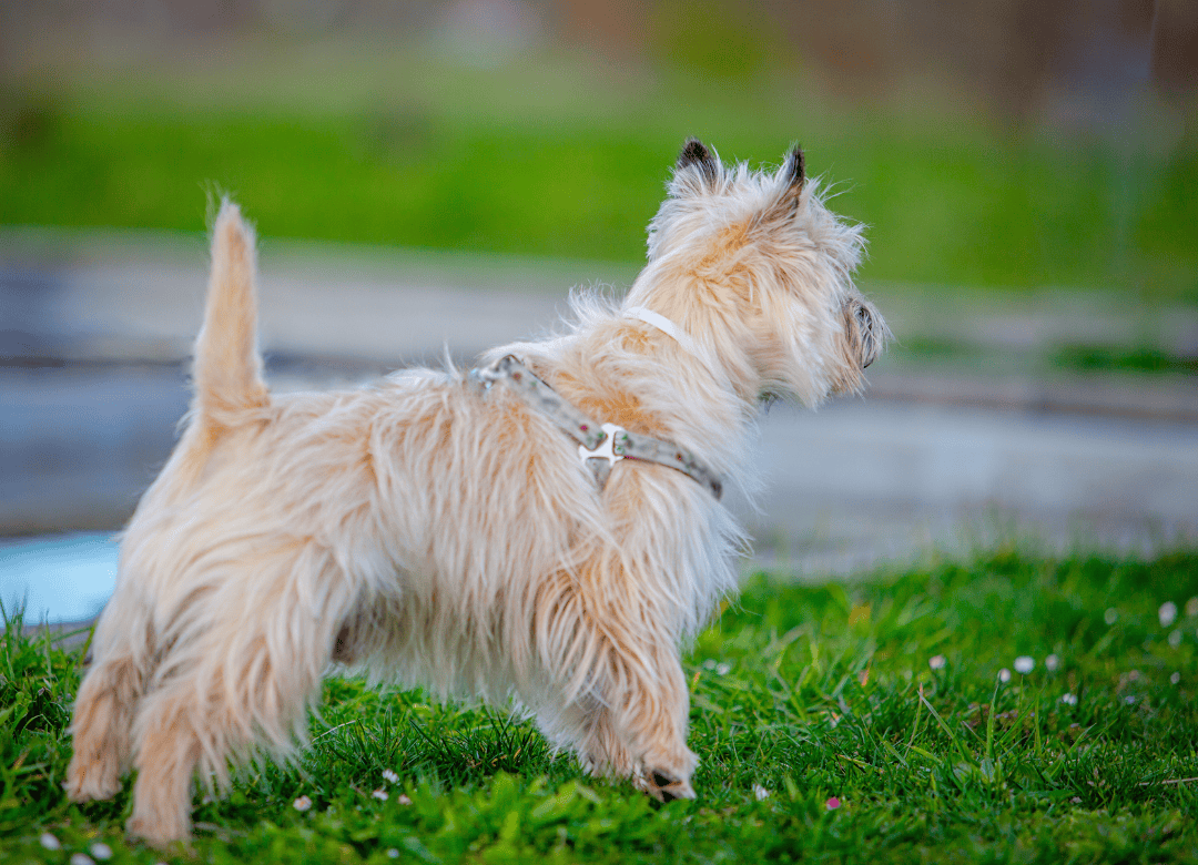 a dog looks away and ignores commands