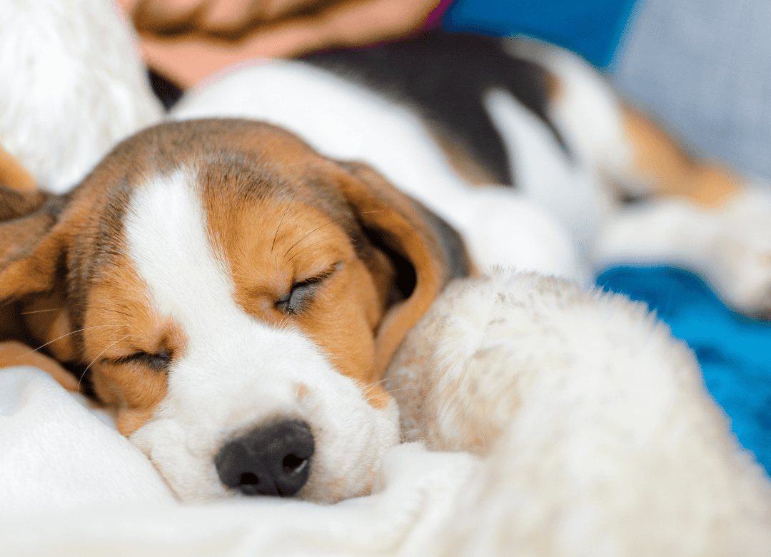 why dogs sleep with their butt facing you is as sweet as this beagle puppy