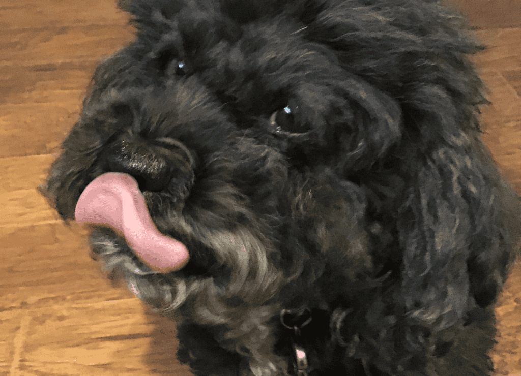Henry knows why dogs lick your face