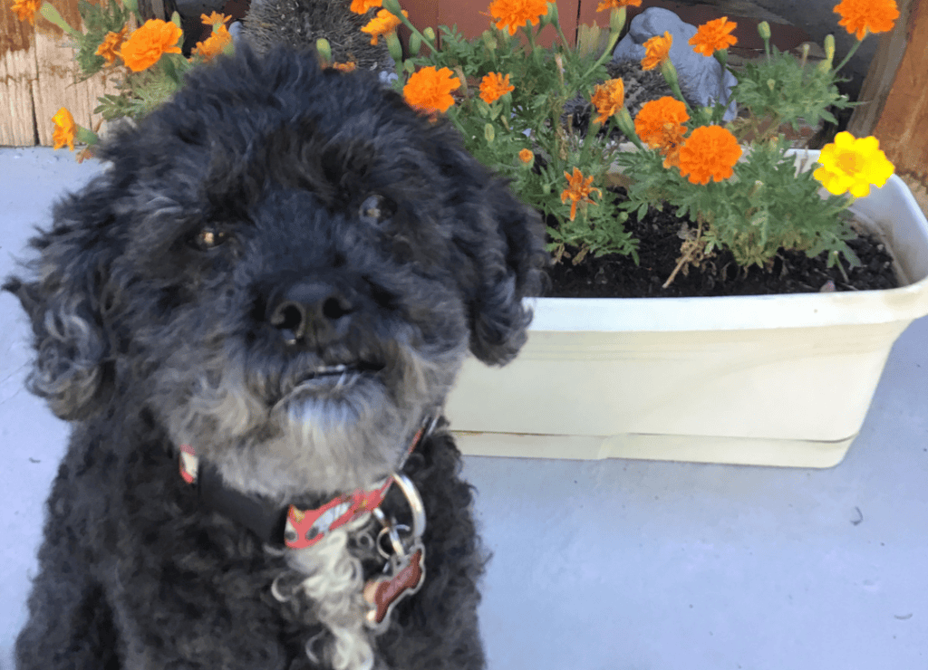 My Henry sits next to flowers calmly since we solved his destructive dog behavior