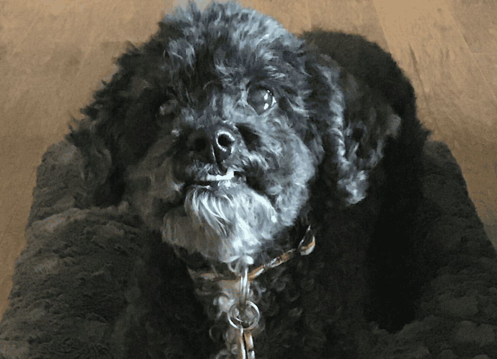 Henry smiles and know why dogs carry their food to another room to eat