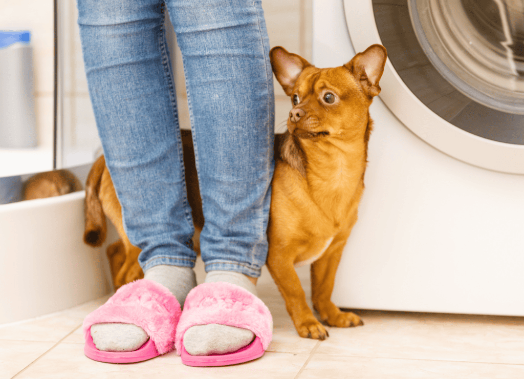 a small pup with anxiety hides behind his human as he deals with destructive dog behavior