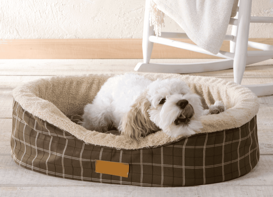 Dogs carry their food to another room for a reason