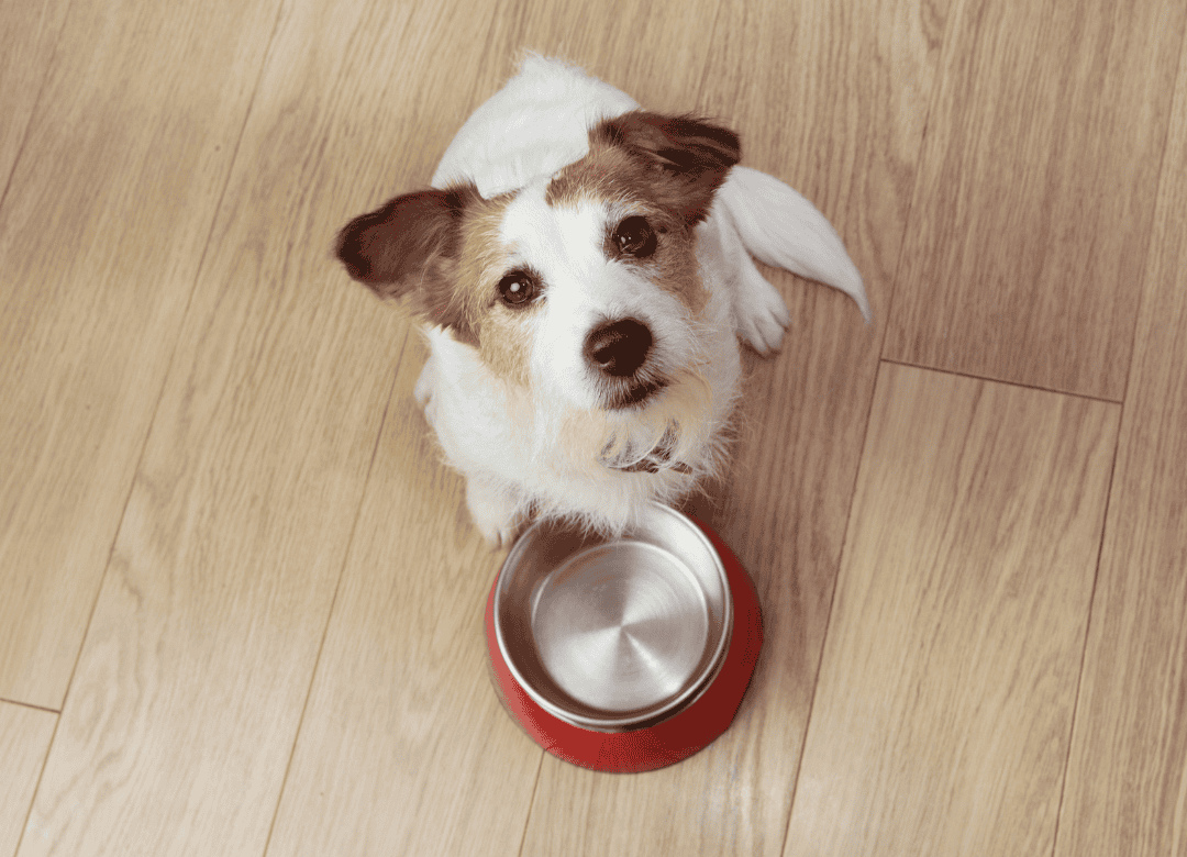 a brown and white pup knows why dogs paw at their water or food bowls