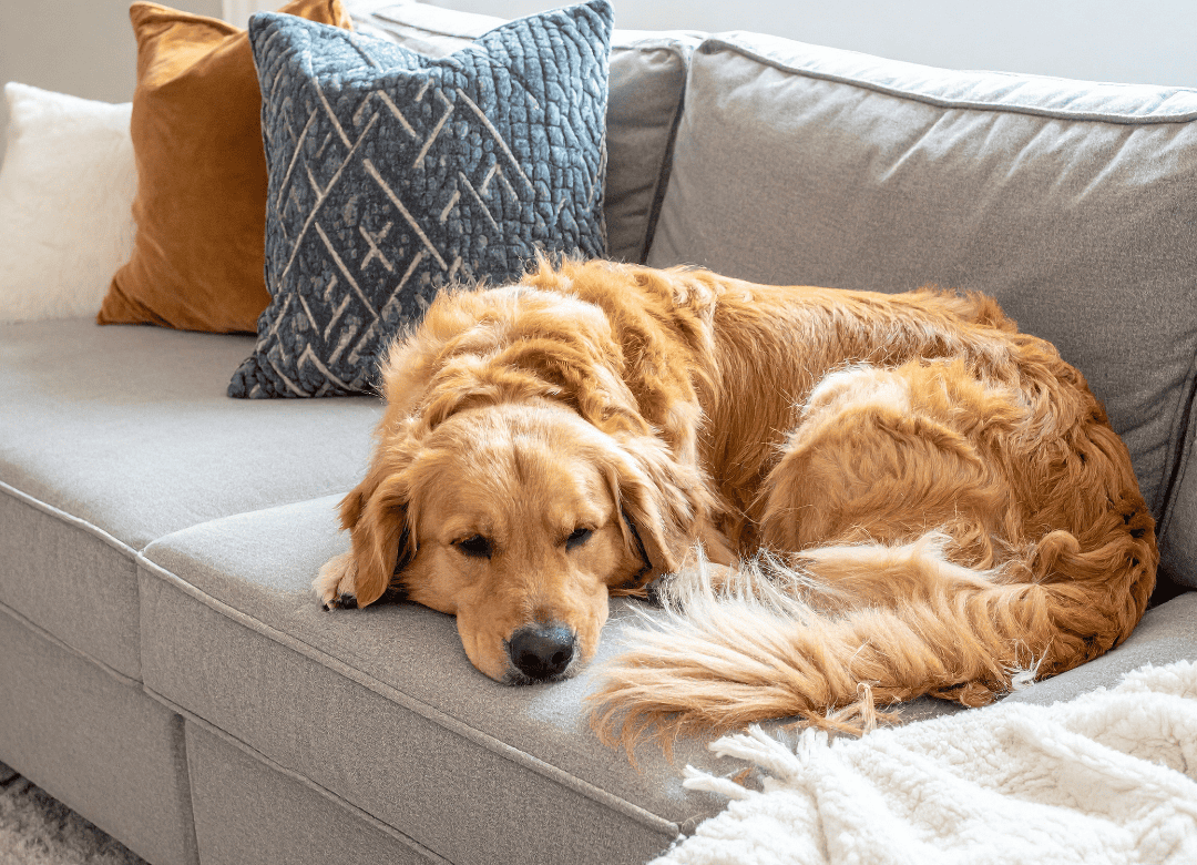 a Golden Retriever demonstrates why dogs sleeping with their eyes open