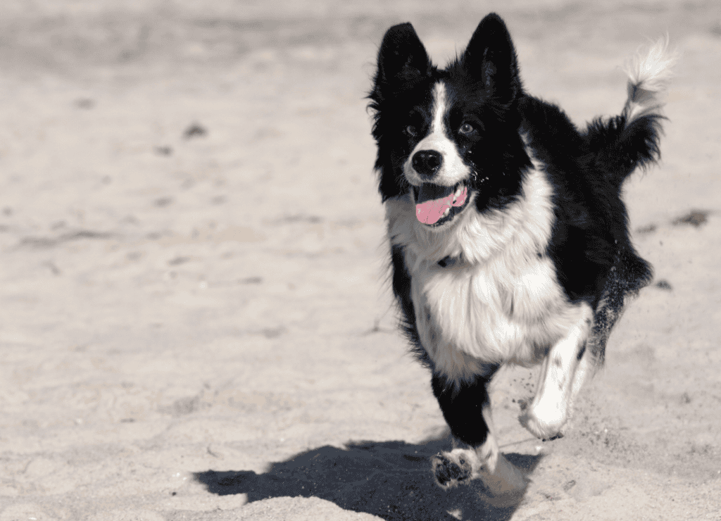 a border collie to burn off destructive dog behavior