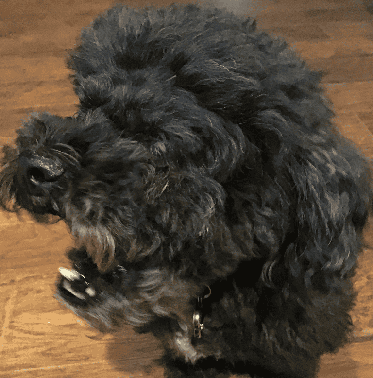 Henry knows the answer to the question "can dogs burp"