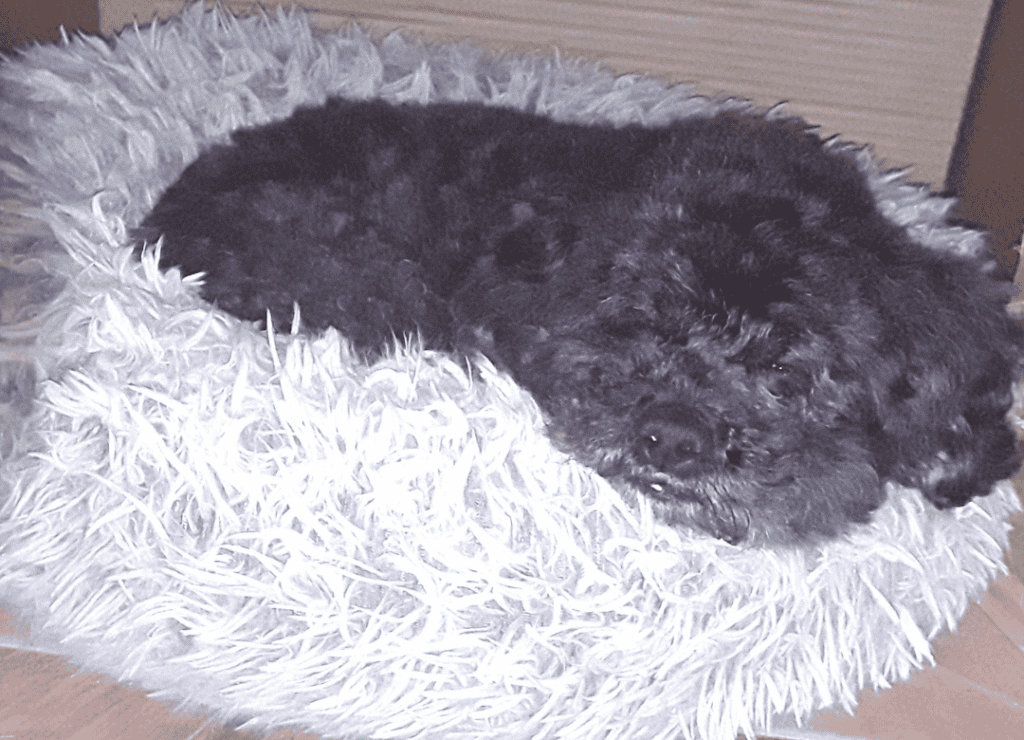 Henry knows why dogs bark in their sleep