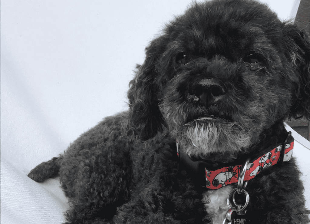 Henry does a dog sigh as he rests