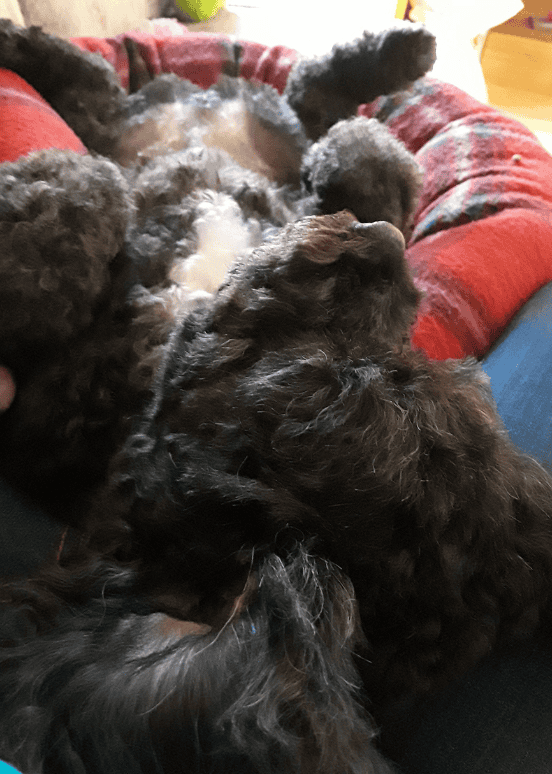 Henry knows why do dogs sleep on their backs