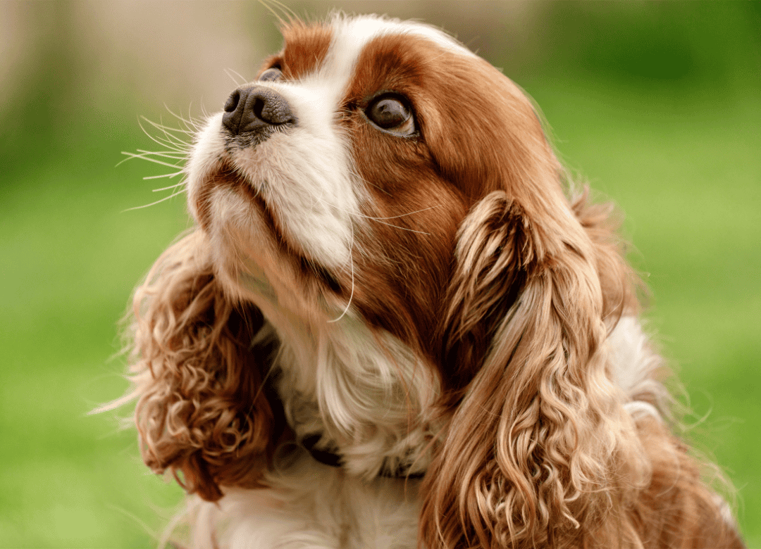 a dog sigh is a good sign
