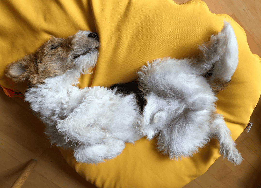 a white and brown dog knows why do dogs sleep on their backs