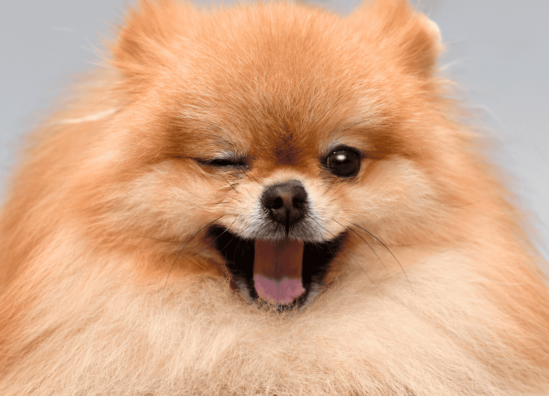 can dogs burp is something this dog knows well
