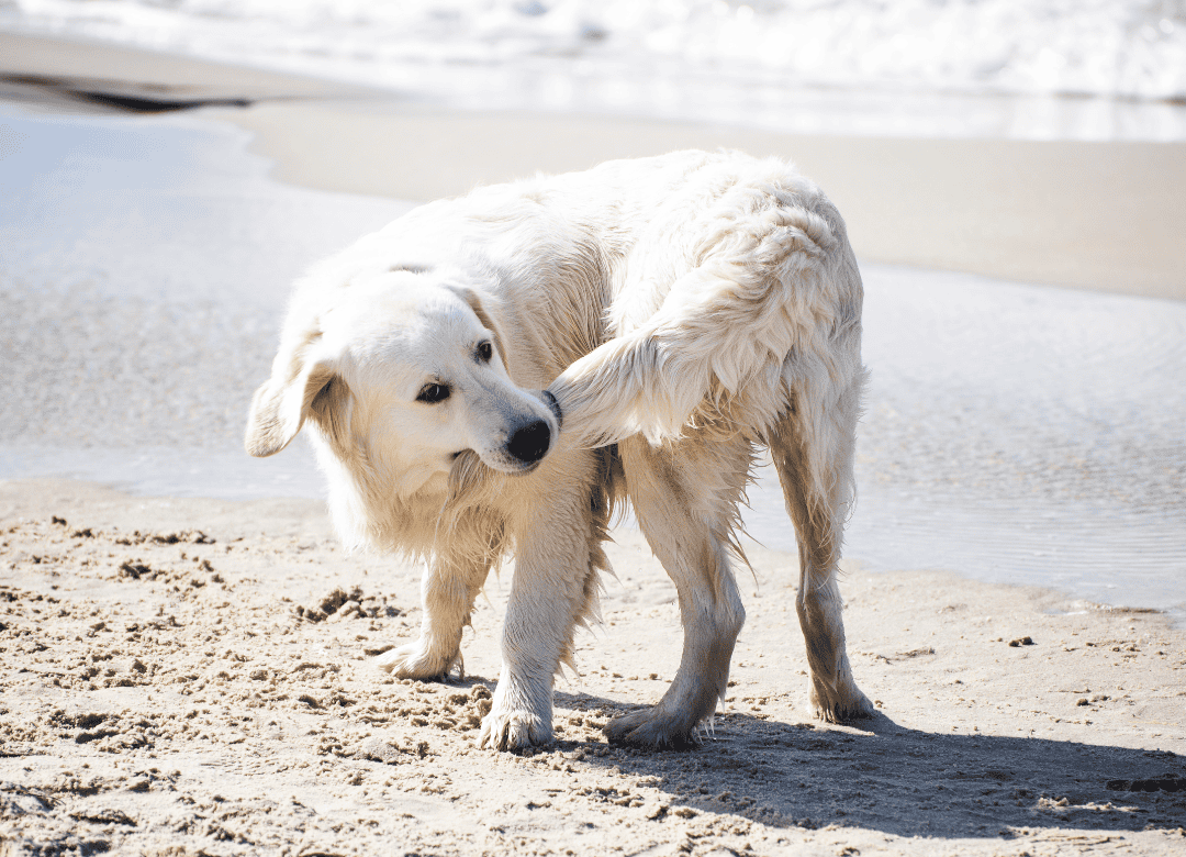 a yellow lab knows why do dogs chase their tails