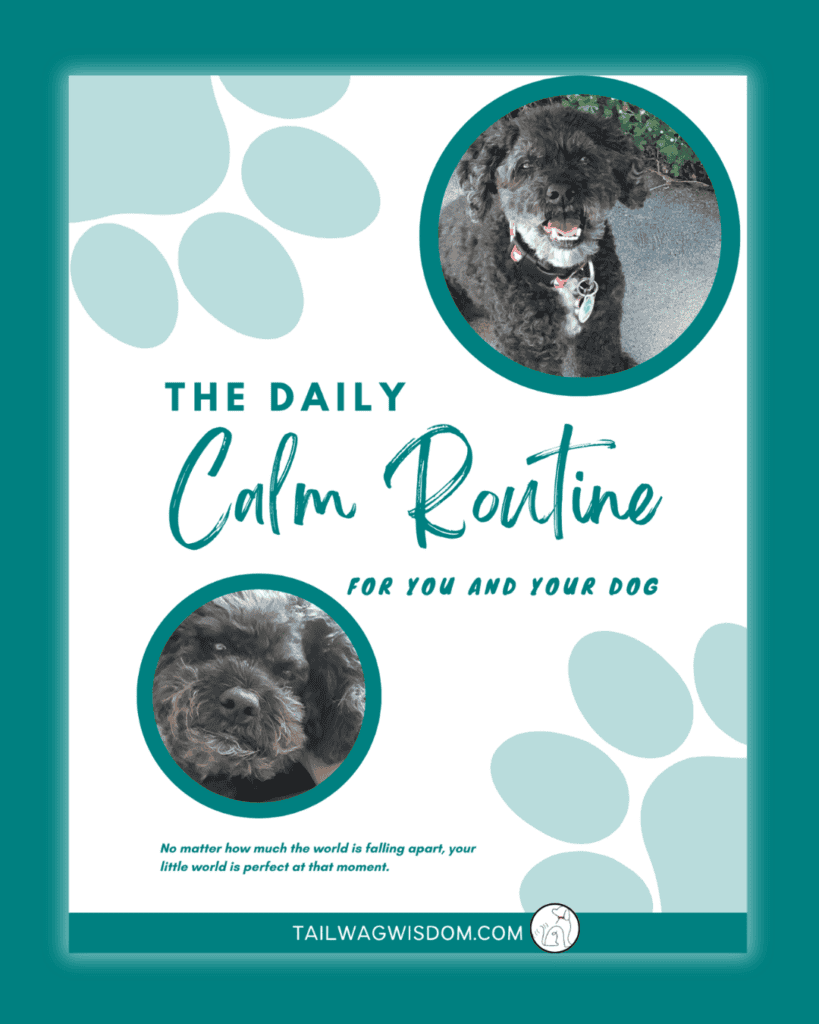 Cover of The Calm Daily Routine