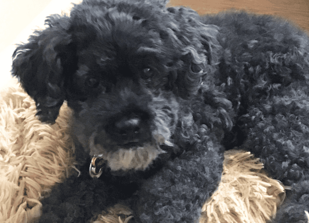 Henry goes to his bed when he hear a ring instead of being a dog doorbell barking pup