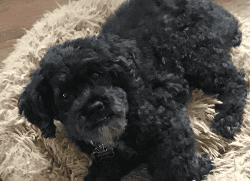 Henry knows fall dog hair shedding is controlled with regular brushing