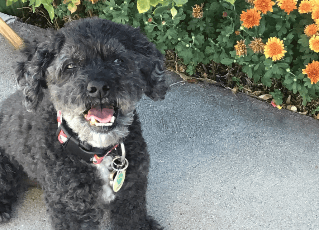 Henry loves his calm daily routine at home