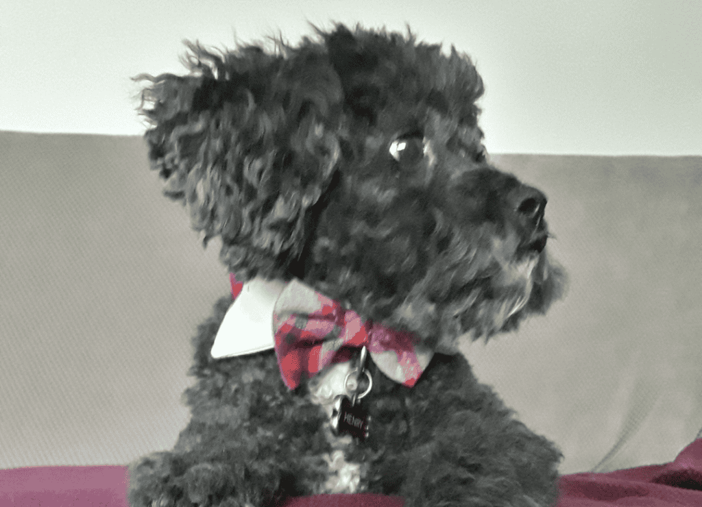 Henry wears his red bow tie as his dog costume