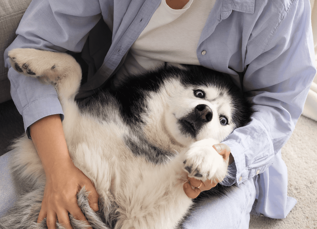 why is my dog so clingy is something this husky knows