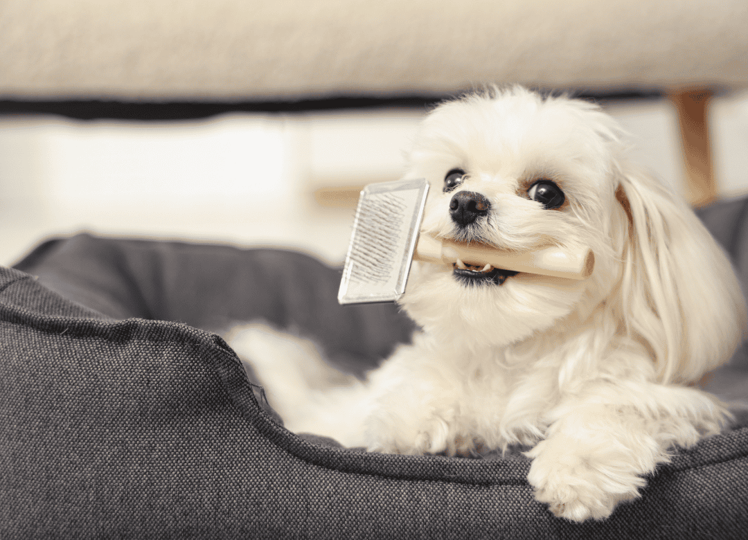 a white pup knows dog hair shedding in the fall is easier with regular brushing