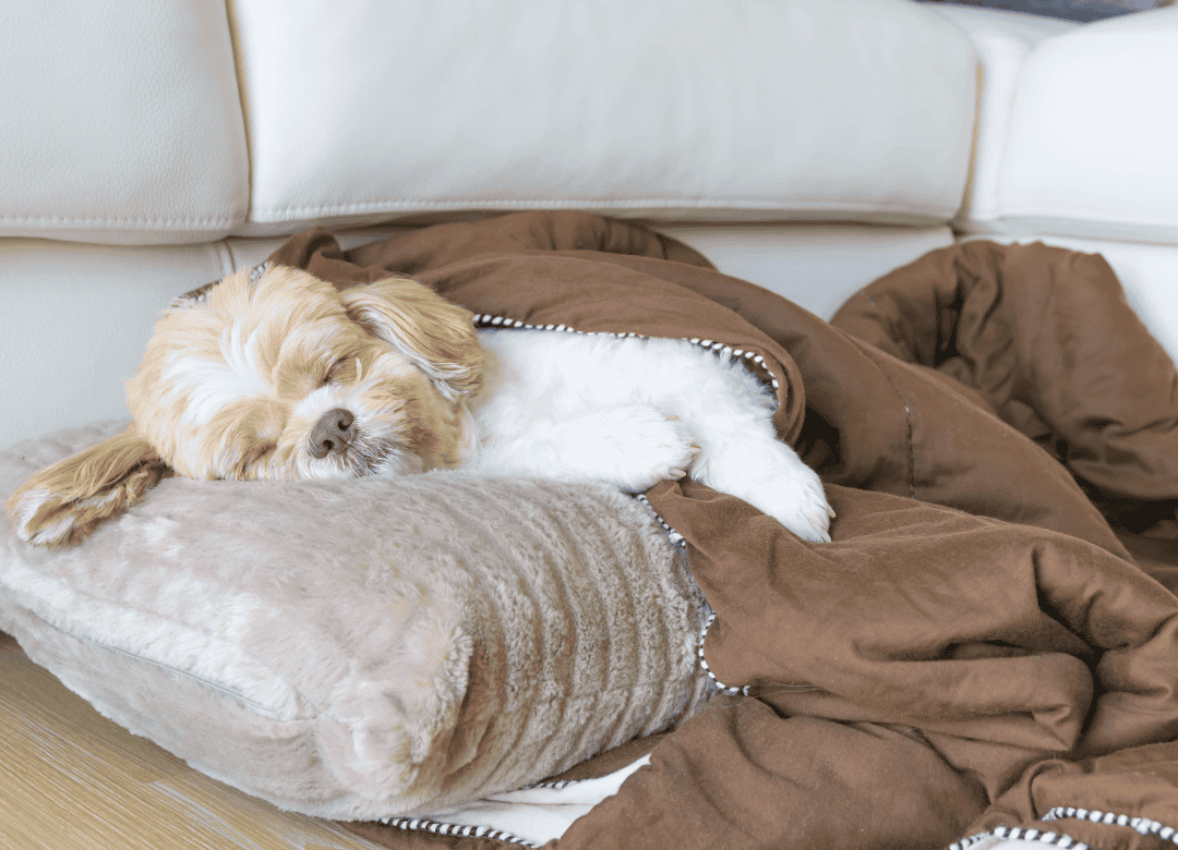why my dog sleeps a lot with shorter days