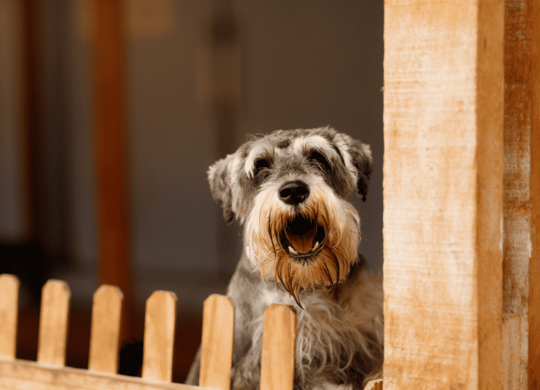 dog doorbell barking is part of this grey dog's behavior
