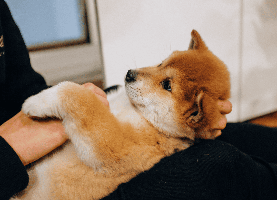 calm daily routine at home with your dog ideas