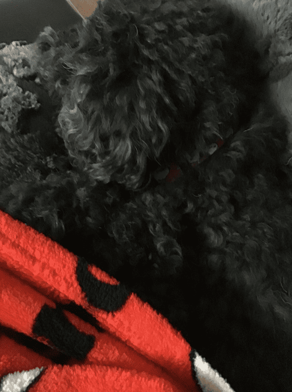 my dog sleeps a lot when the days are shorter and cooler