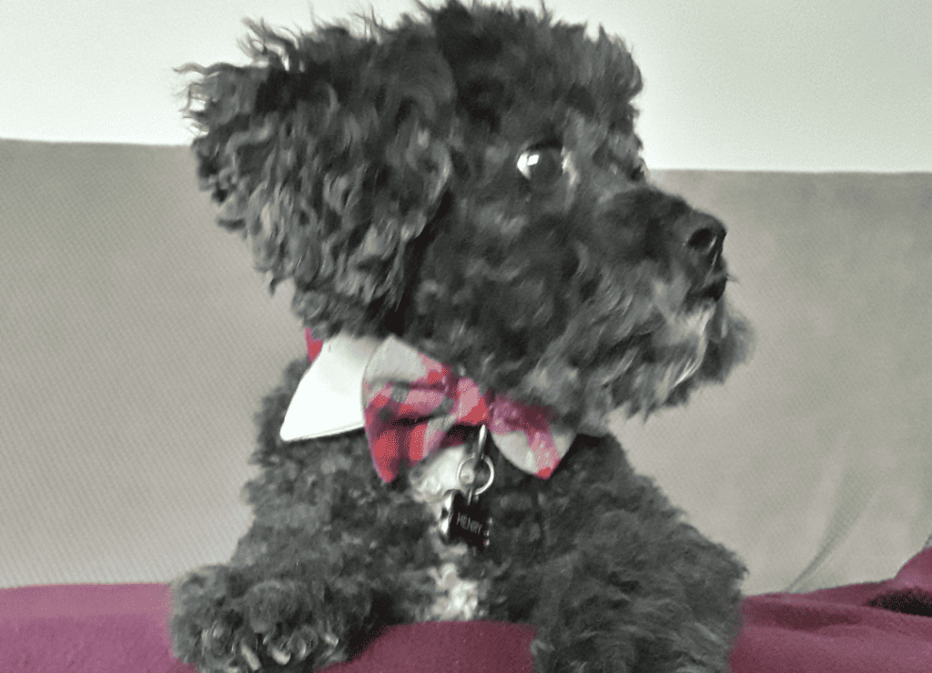 Henry's certain he knows the answer to the question of can dogs see ghosts