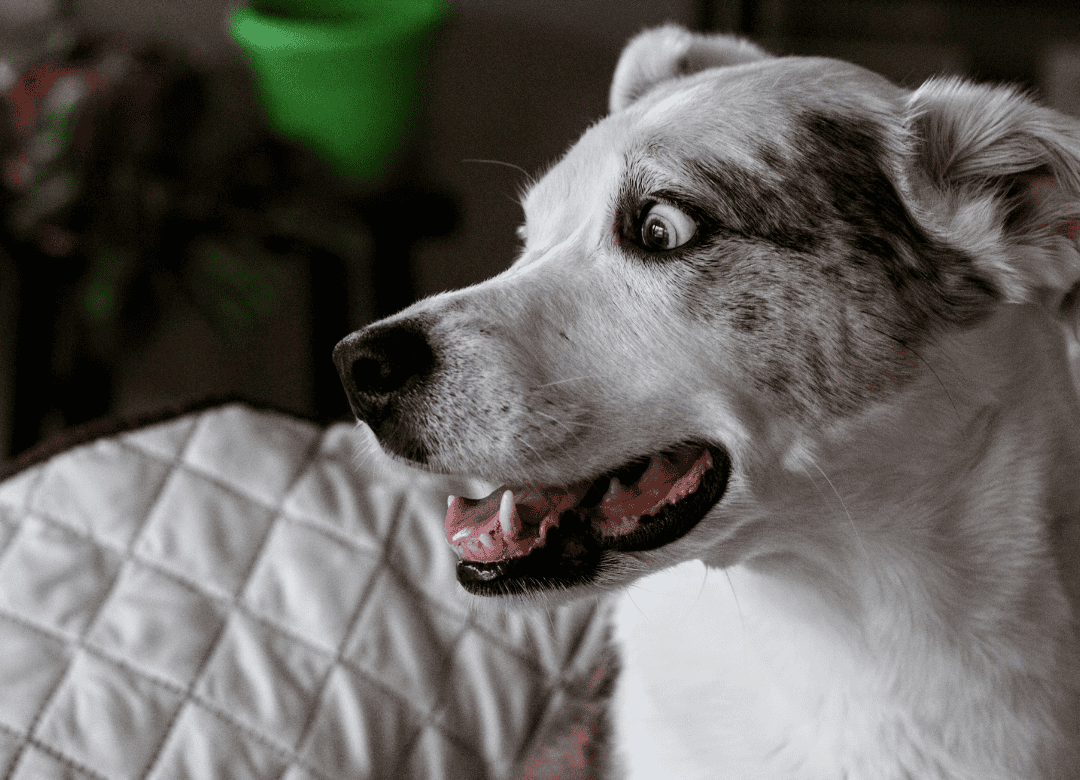 a pup wonders if dogs can see ghosts